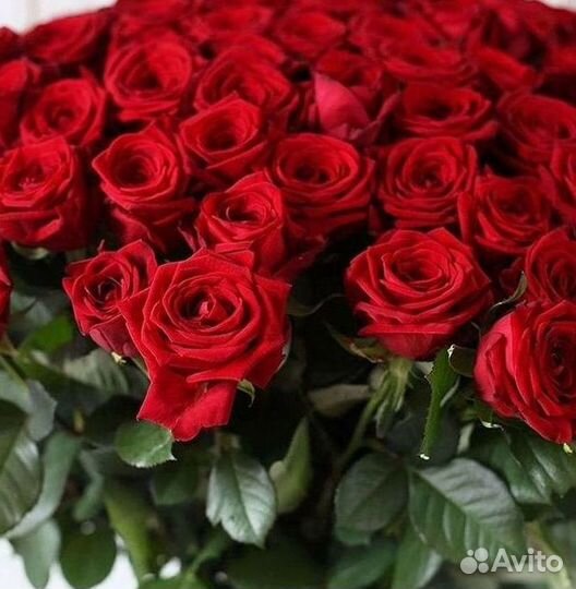 Букет роз 101 роза 51 роза