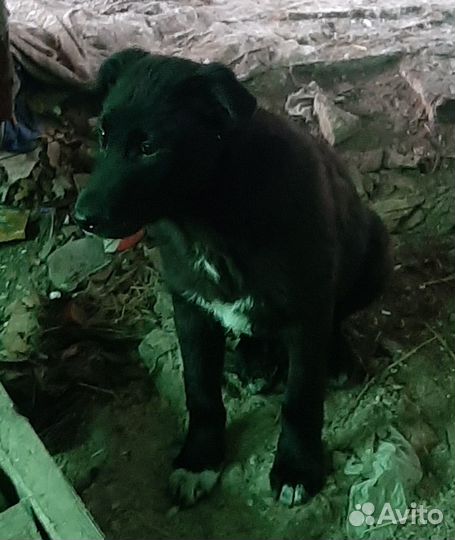 Лабрадор ретривер щенки