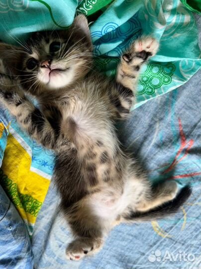 Котята в добрые руки бесплатно