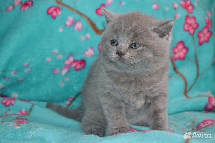 Шотландские кукольные детки