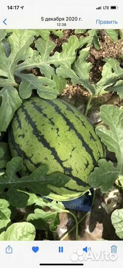 Рассада арбуза и дыни,тыквы мускатной