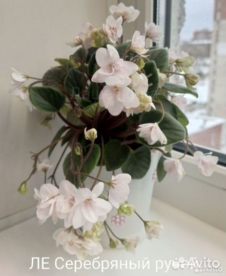 Комнатные цветы Трейлерные фиалки 5 видов