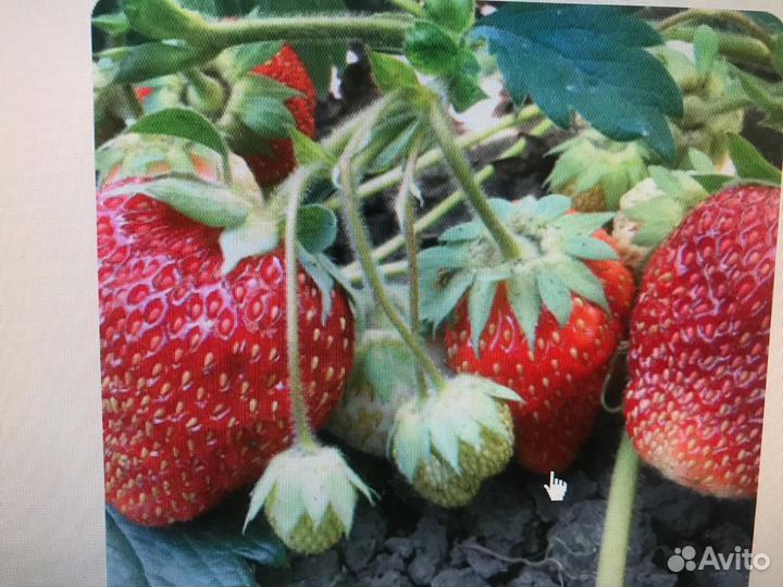 Усы клубники