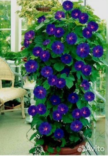 Вьюнок — семена ипомеи пурпурной