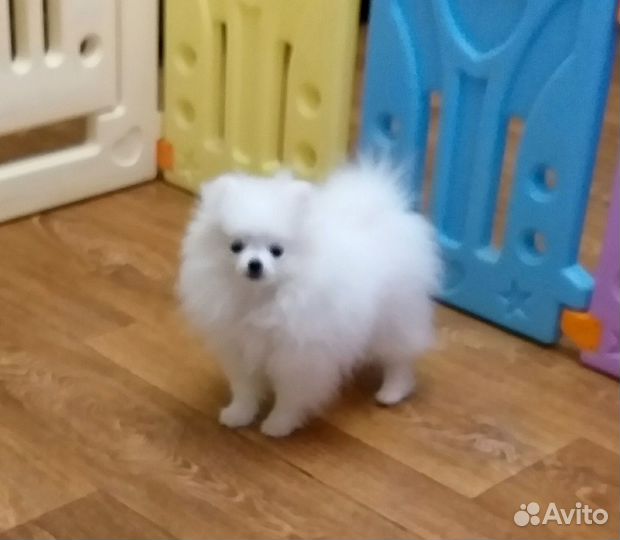 Померанский шпиц