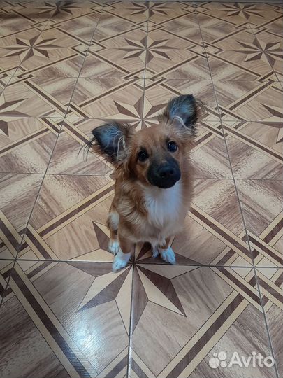 Собака, девочка, шесть месяцев