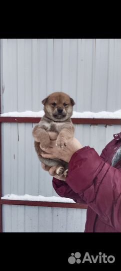 Милые сибочки