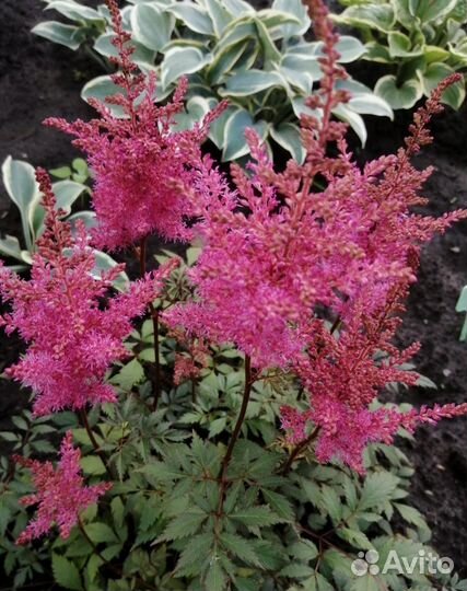 Многолетники для сада цветы