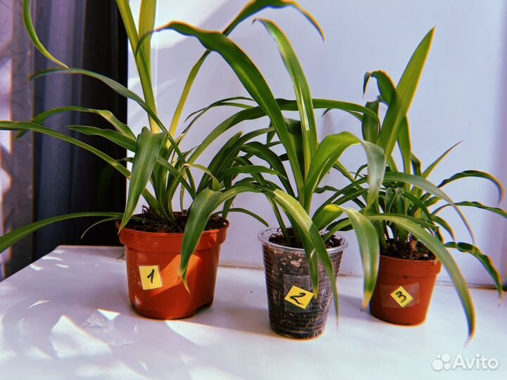 Хлорофитум Летучий Голландец