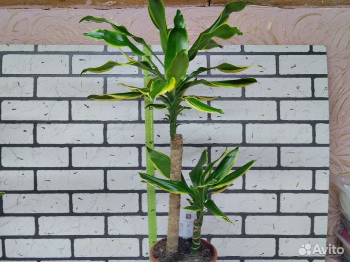 Драцена Голден Кост