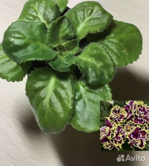 Фиалка (стартер) ват. - Классический вкус