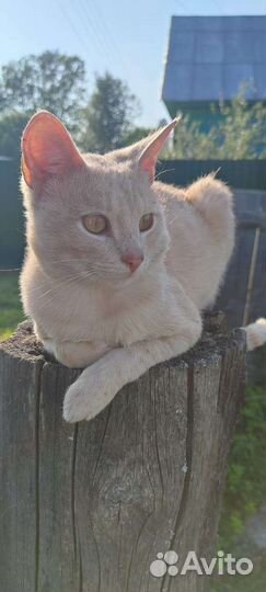 Кот