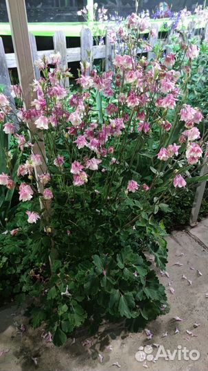 Многолетние растения