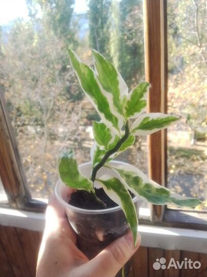 Педилантус