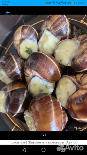 Улитки виноградные