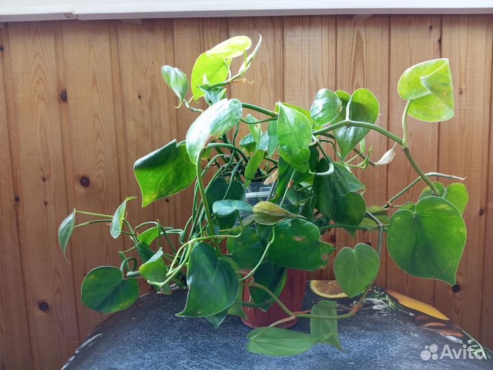 Филодендрон Сциндапсус Фиалка