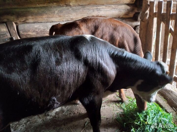 Телята бычки