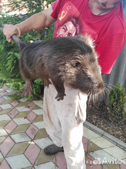 Нутрии на племя