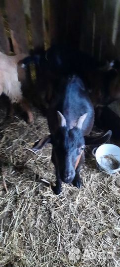 Козел на племя