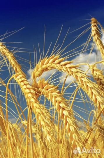 Пшеница Яровая