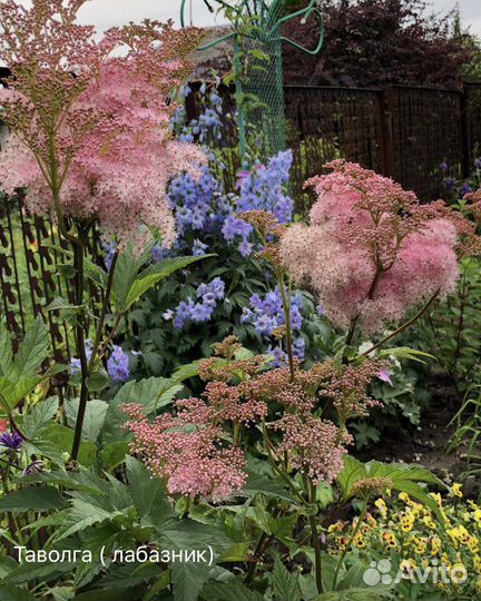 Цветы, для сада, без пересылки, из рук