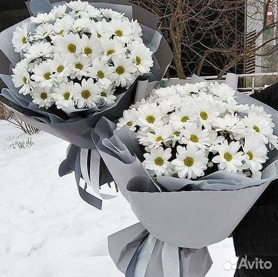 Хризантема