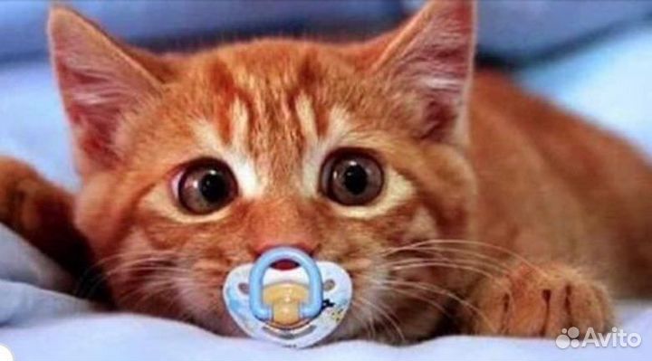 Передержка Зоогостиница