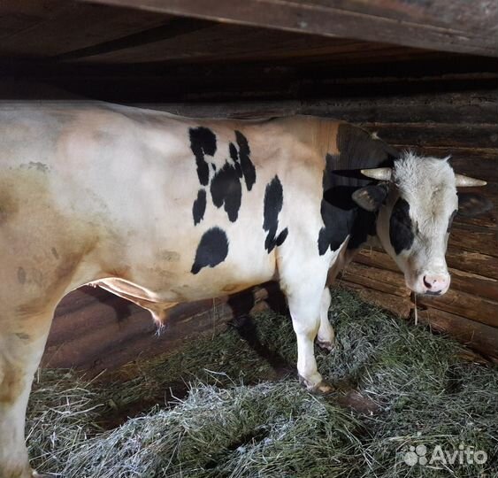 Быки на племя