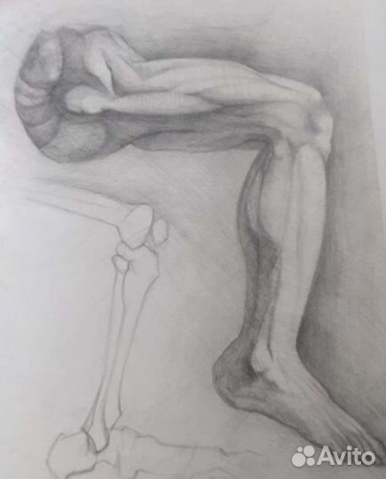 Набросок коленей, учебные работы