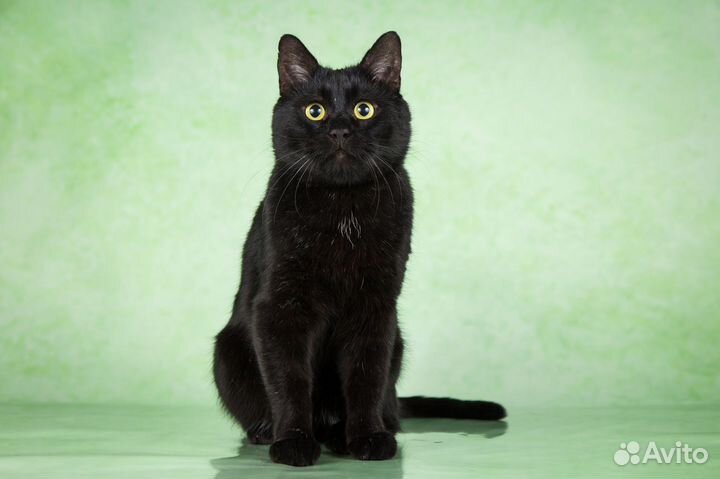 Удивительный котик Мэни ищет дом