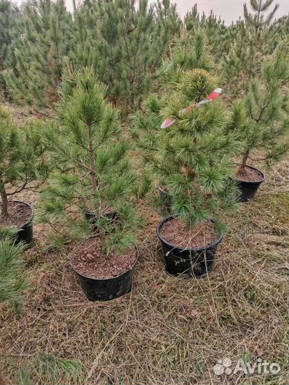 Саженцы сибирского кедра