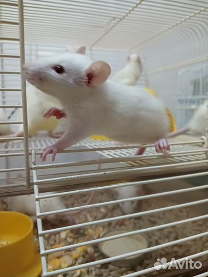 Декоративные крысята