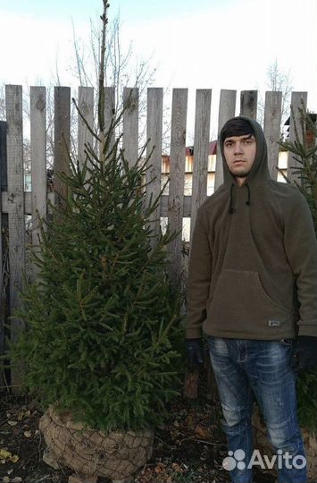 Саженцы сибирской ели экстра класс