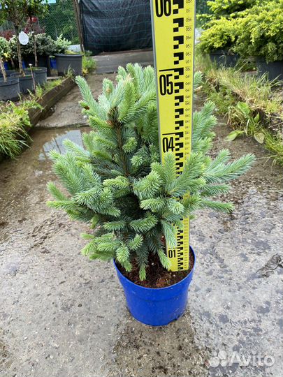 Super blue ель Опт