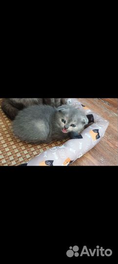 Шотландские котята