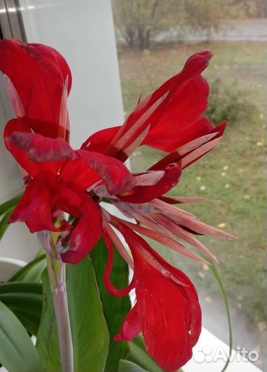 Канны пестролистные