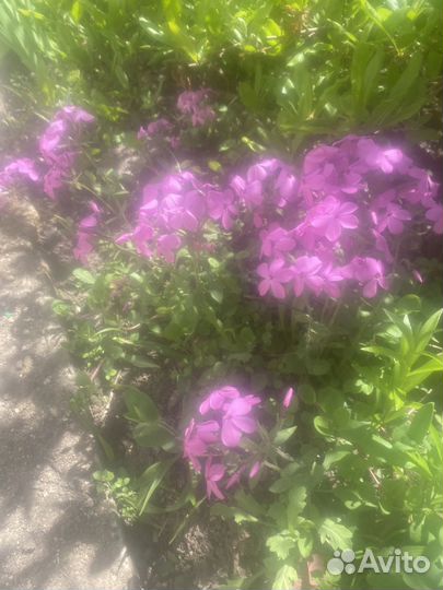 Флоксы столоносный и растопыренные