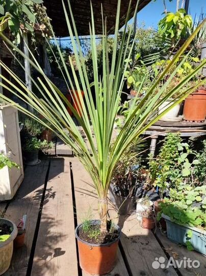Кордилина, драцена,юкка,агава