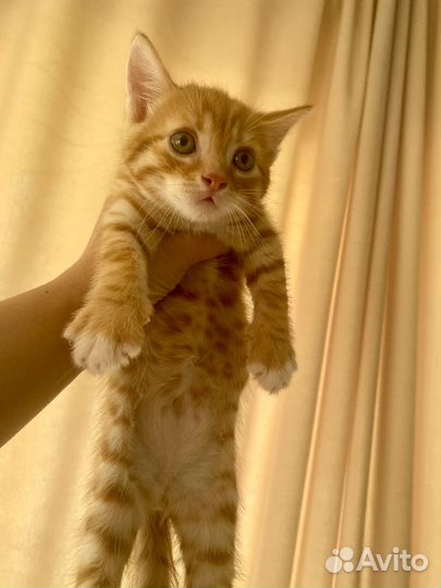 Отдам котят в добрые руки