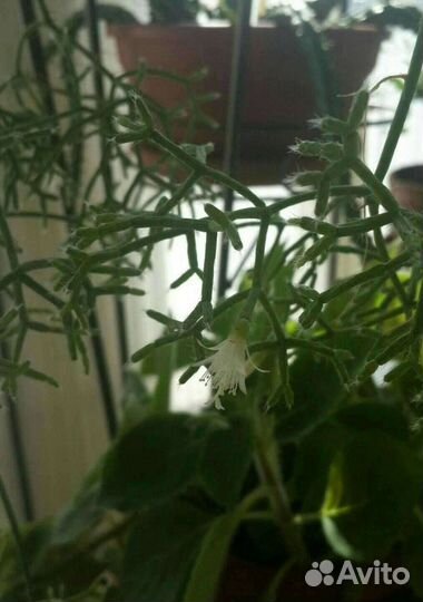 Комнатные цветы. Рипсалис. Ампельное. Цветы белые