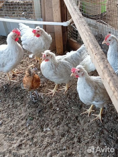 Продаю молодых петушков разные