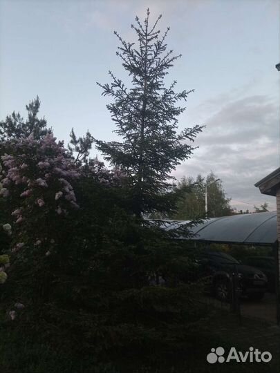 Ель обыкновенная