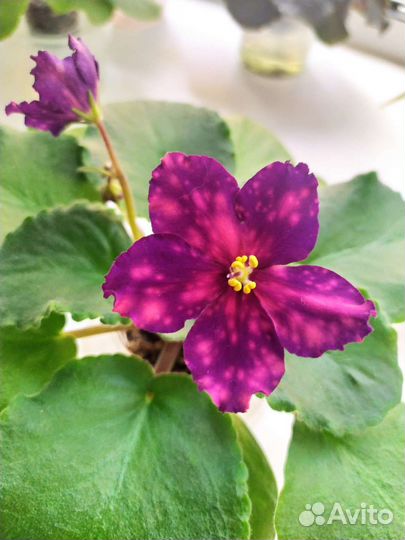 Фиалки сортовые (Цветущие)