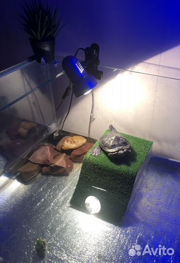 Черепаха мальчик