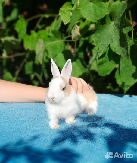 Декоративные кролики подростки