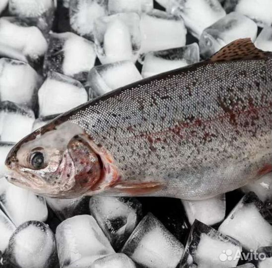Форель живая, стейки форели