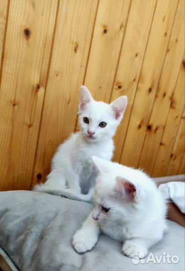 Чудесные белые котята