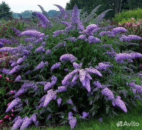 Будлея Давида