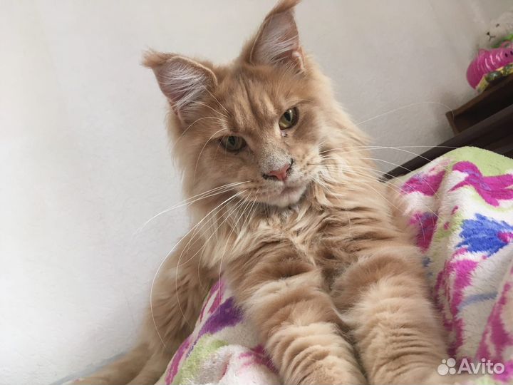 Передержка животных