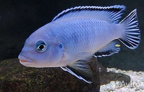 Малавийские цихлиды